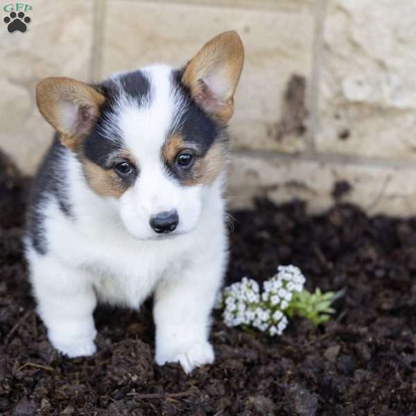 Austin, Pembroke Welsh Corgi Puppy